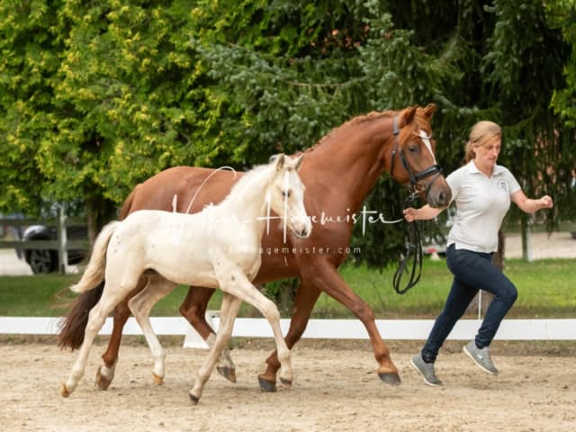 ZfdP Landesschau Fohlenchampionat 4