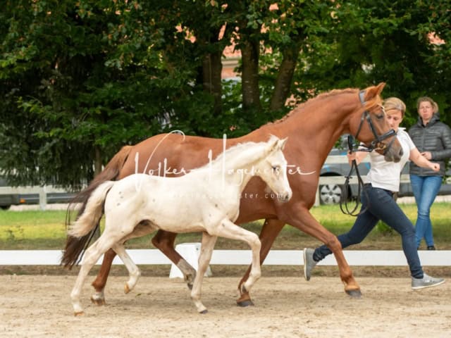 ZfdP Landesschau Fohlenchampionat 5