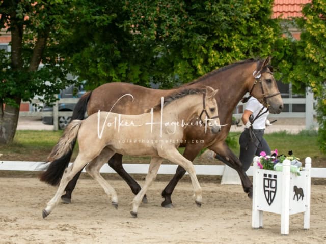 ZfdP Landesschau Fohlenchampionat 15