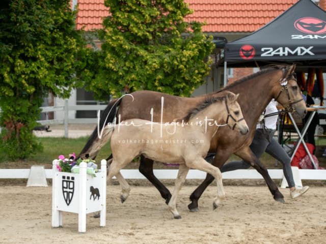 ZfdP Landesschau Fohlenchampionat 16