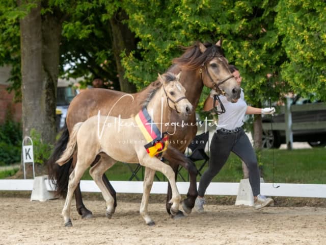 ZfdP Landesschau Fohlenchampionat 23
