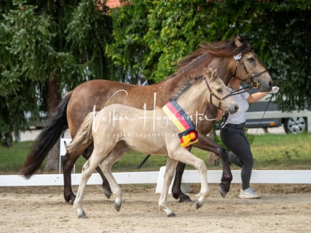 ZfdP Landesschau Fohlenchampionat 24