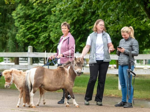 ZfdP Landesschau Fohlenchampionat 29