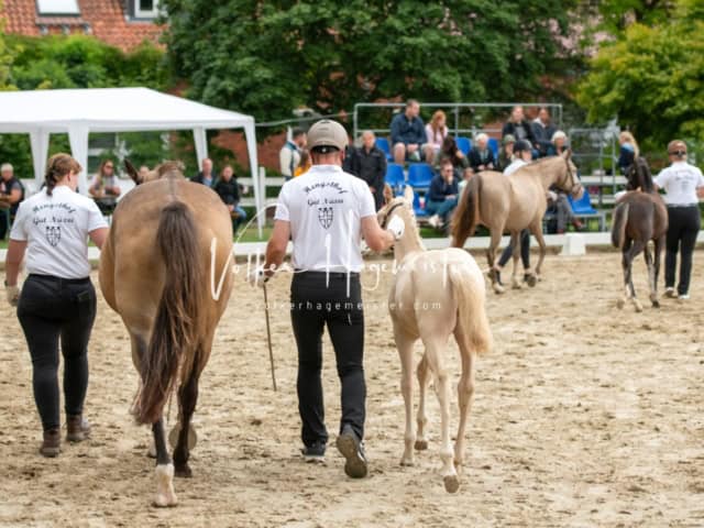 ZfdP Landesschau Fohlenchampionat 7