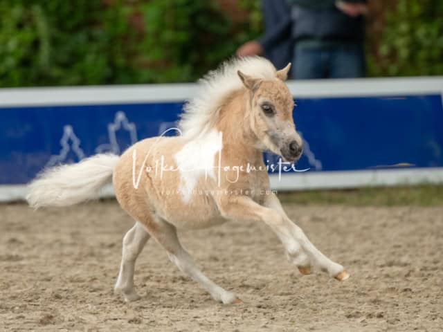 ZfdP Landesschau Fohlenchampionat 20