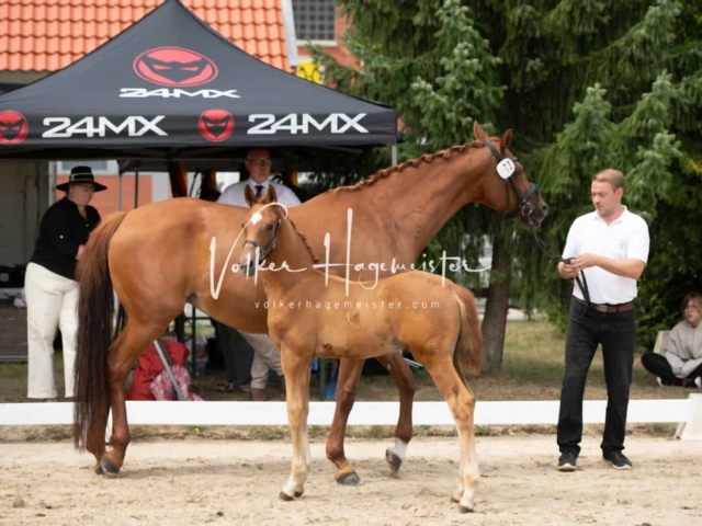 ZfdP Landesschau Stutenchampionat 26