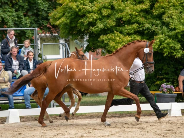 ZfdP Landesschau Stutenchampionat 27