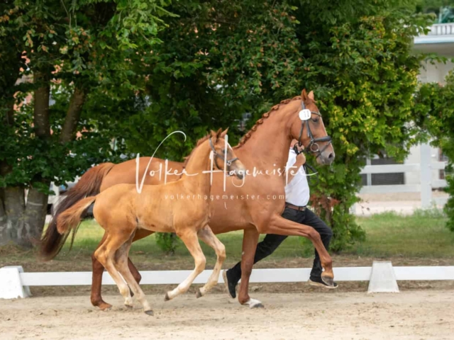 ZfdP Landesschau Stutenchampionat 29