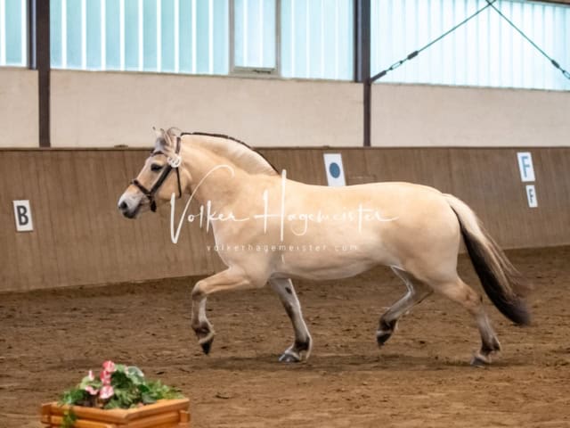 PSB Eliteschau SPS Anwärterinnen 11