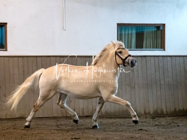 PSB Eliteschau SPS Anwärterinnen 15