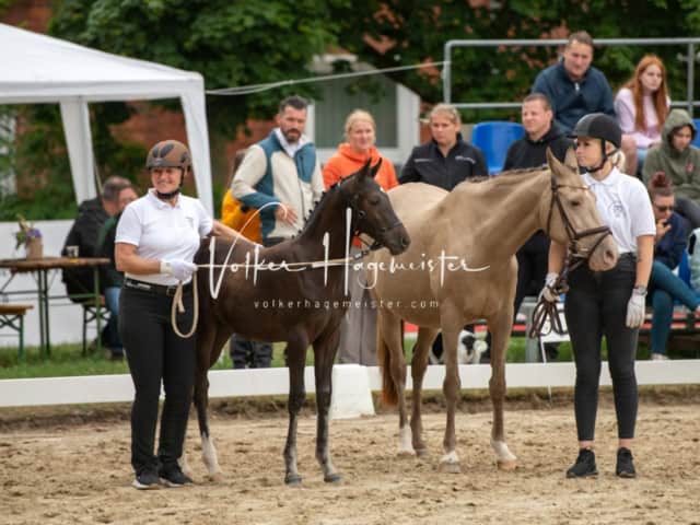 ZfdP Landesschau Fohlenchampionat 5