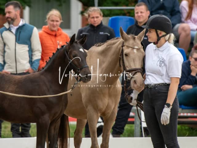 ZfdP Landesschau Fohlenchampionat 6
