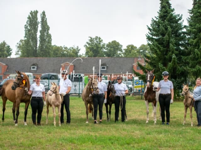 ZfdP Landesschau Fohlenchampionat 8