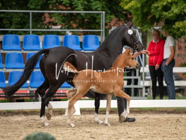 ZfdP Landesschau Fohlenchampionat 12