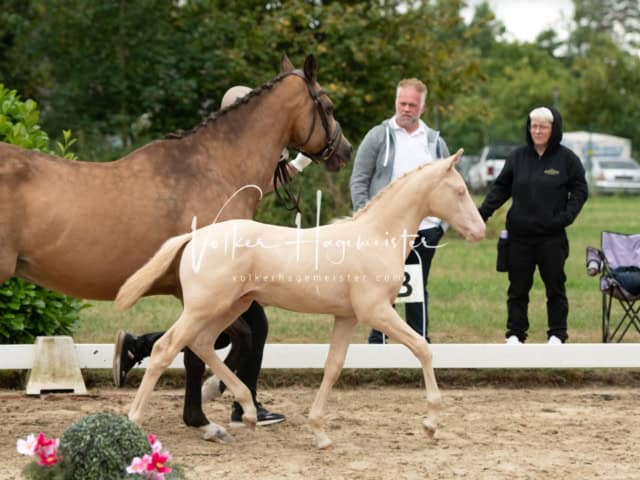 ZfdP Landesschau Fohlenchampionat 30