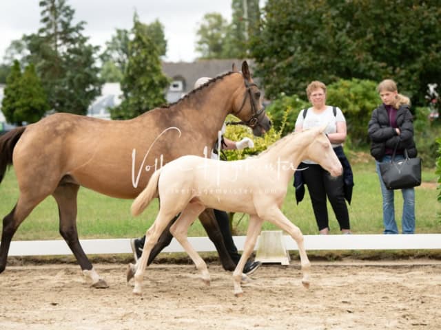 ZfdP Landesschau Fohlenchampionat 1