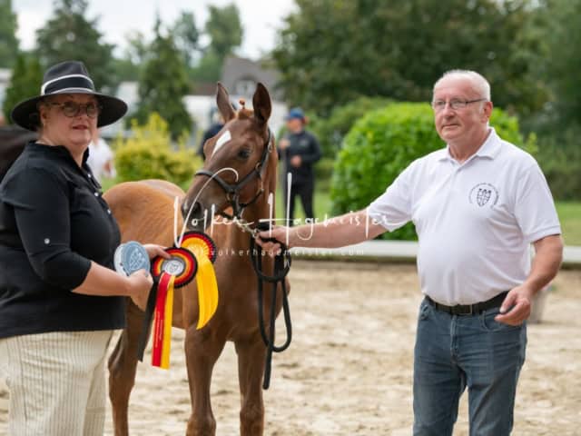 ZfdP Landesschau Fohlenchampionat 6