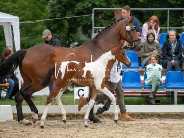 ZfdP Landesschau Fohlenchampionat 10