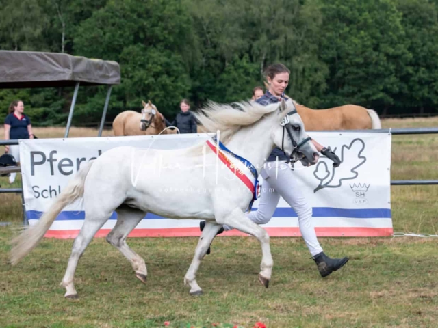 PSB Eliteschau Siegerstuten 1