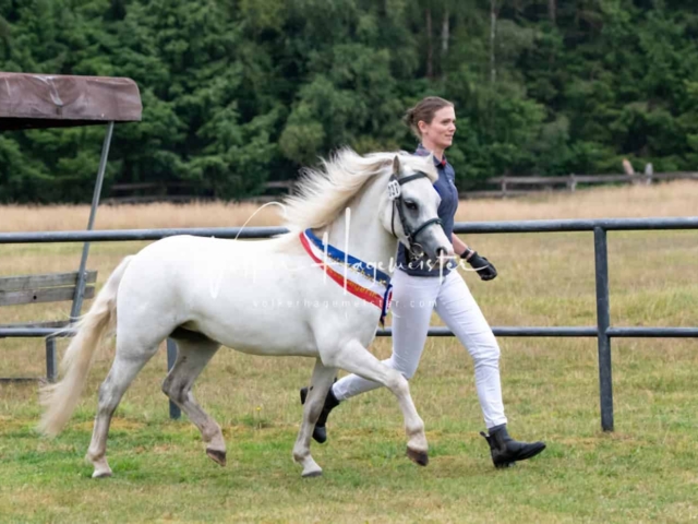 PSB Eliteschau Siegerstuten 27