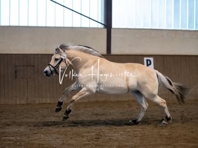 PSB Eliteschau SPS Anwärterinnen 22