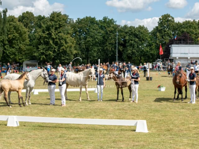 PSB Fohlenchampionat Siegerfohlen 4