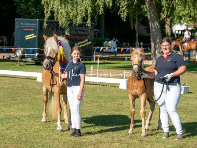 PSB Fohlenchampionat Siegerfohlen 20