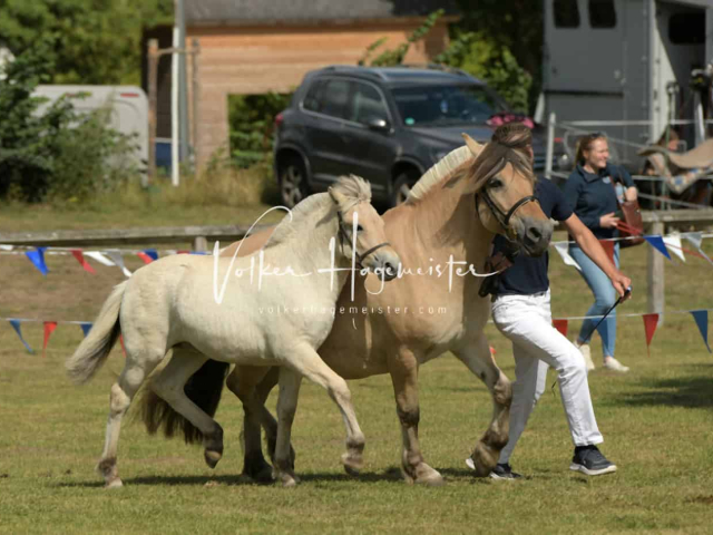 PSB Fohlenchampionat ohne Sieger 20
