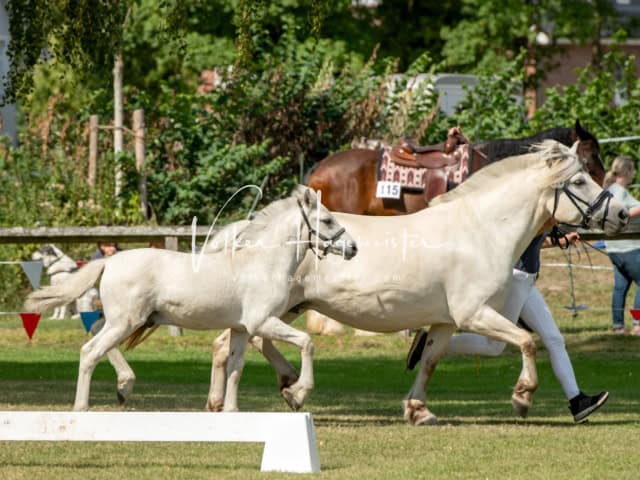 PSB Fohlenchampionat Siegerfohlen 23