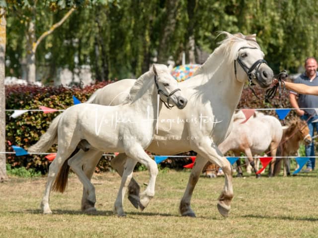 PSB Fohlenchampionat Siegerfohlen 24
