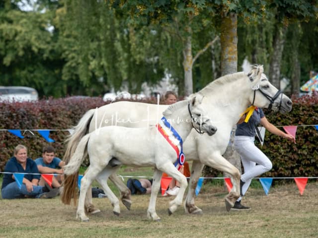 PSB Fohlenchampionat Siegerfohlen 1