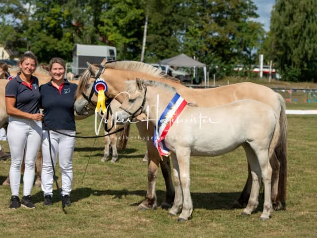 PSB Fohlenchampionat Siegerfohlen 2