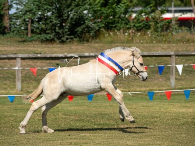 PSB Fohlenchampionat Siegerfohlen 4
