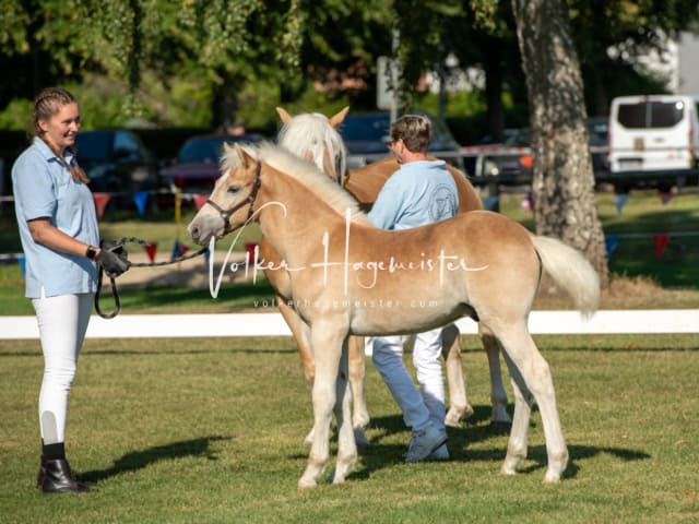 PSB Fohlenchampionat Siegerfohlen 8