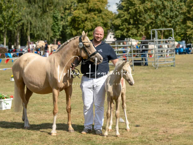 PSB Fohlenchampionat ohne Sieger 23