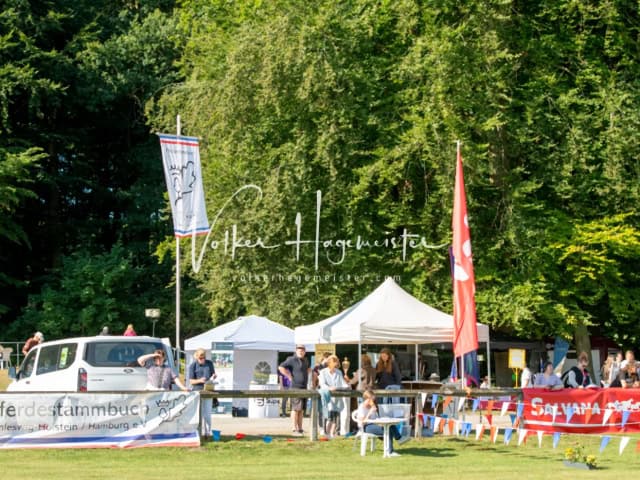 PSB Fohlenchampionat Siegerfohlen 19