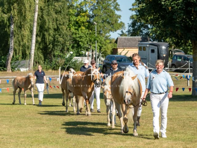 PSB Fohlenchampionat Siegerfohlen 20