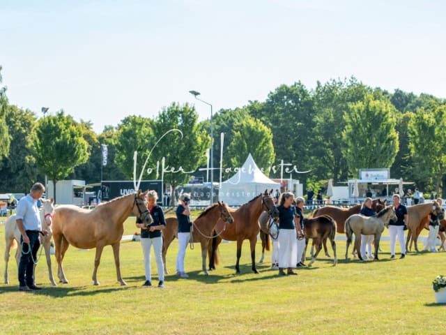 PSB Fohlenchampionat Siegerfohlen 22