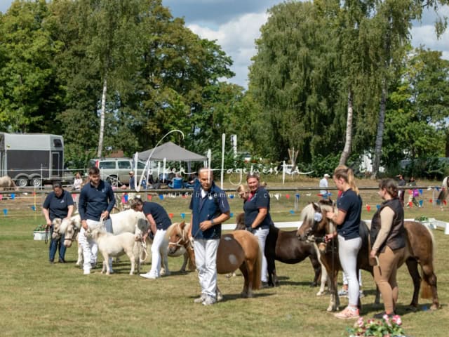 PSB Fohlenchampionat Siegerfohlen 27