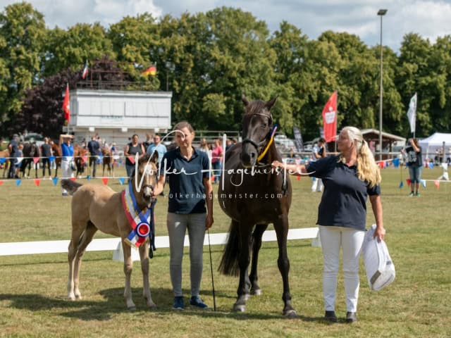PSB Fohlenchampionat Siegerfohlen 29