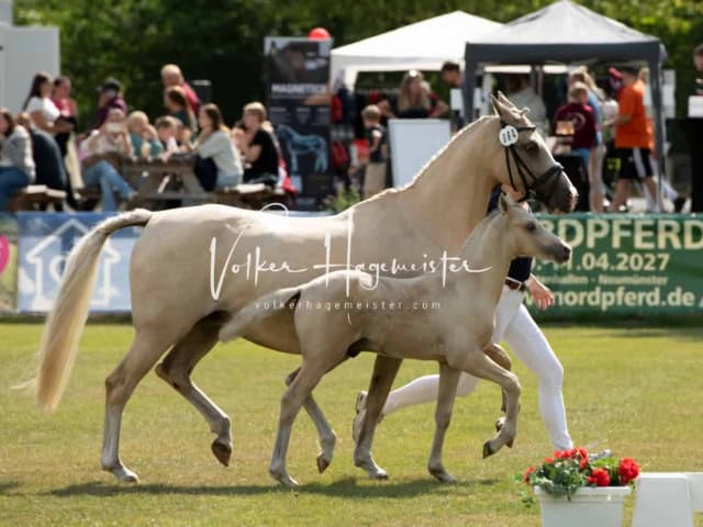 PSB Fohlenchampionat ohne Sieger 7