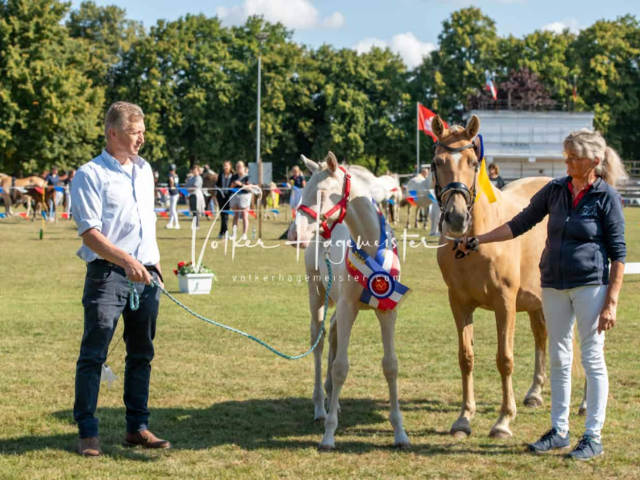 PSB Fohlenchampionat Siegerfohlen 24