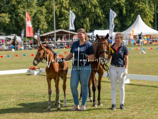 PSB Fohlenchampionat Siegerfohlen 18