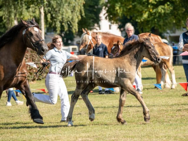 PSB Fohlenchampionat ohne Sieger 5