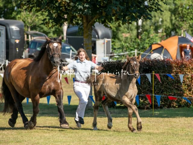 PSB Fohlenchampionat ohne Sieger 7