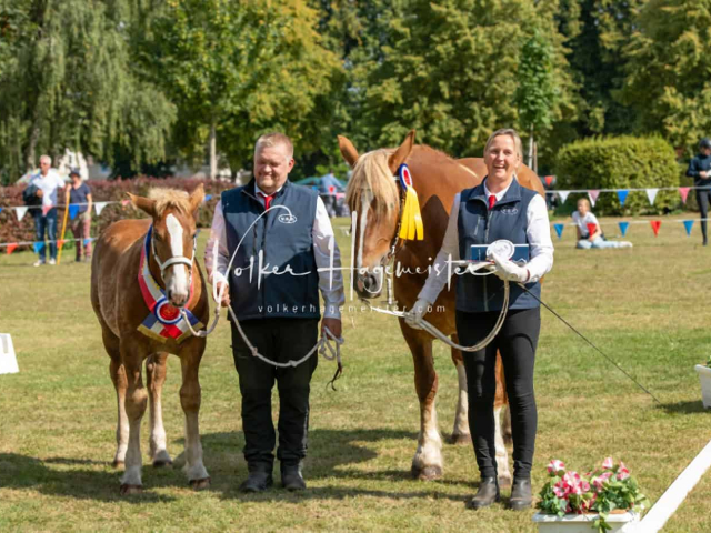 PSB Fohlenchampionat Siegerfohlen 7