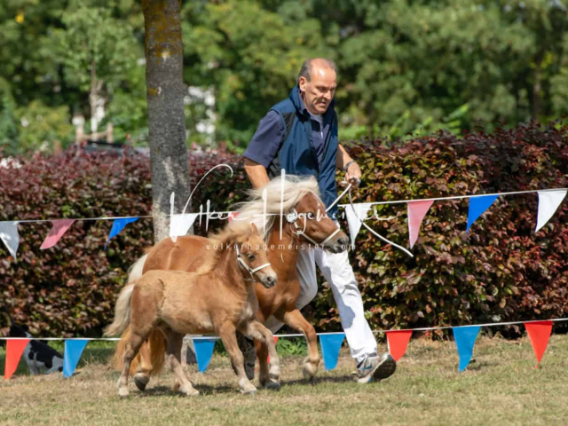 PSB Fohlenchampionat Siegerfohlen 18