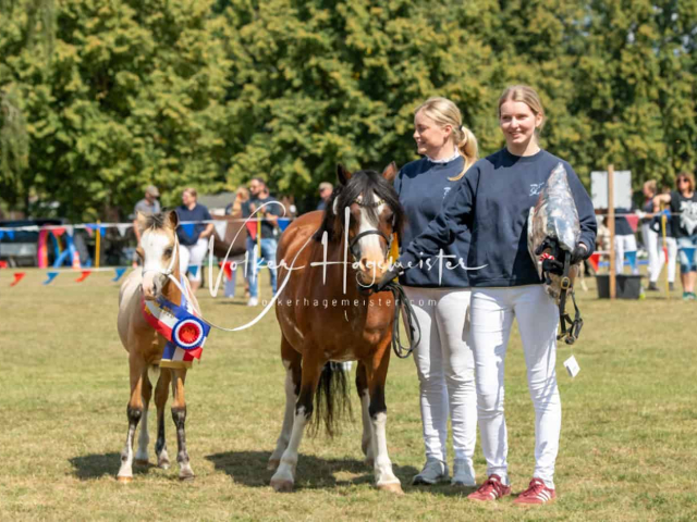 PSB Fohlenchampionat Siegerfohlen 26