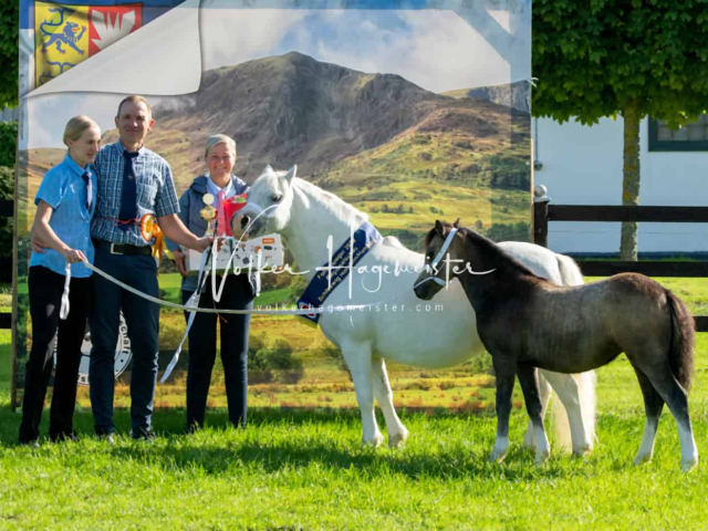 Regionalschau IG Welsh 6
