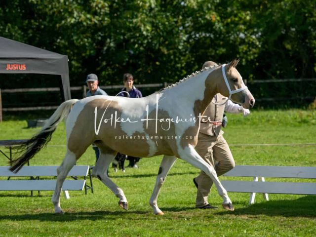 Regionalschau IG Welsh 11